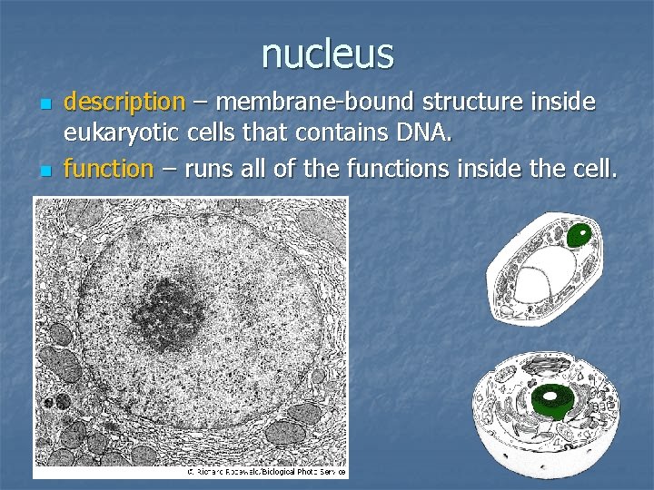 nucleus n n description – membrane-bound structure inside eukaryotic cells that contains DNA. function