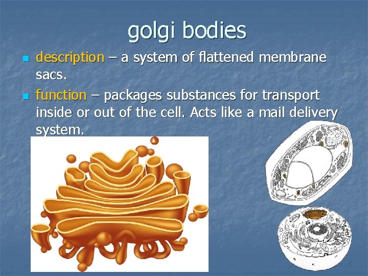 golgi bodies n n description – a system of flattened membrane sacs. function –