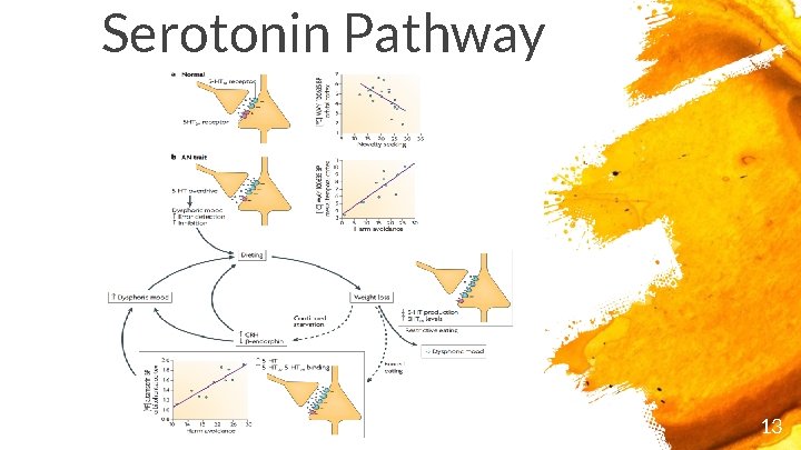 Serotonin Pathway 13 