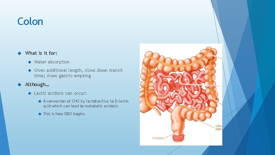 Colon What is it for: Water absorption Gives additional length, slows down transit time;