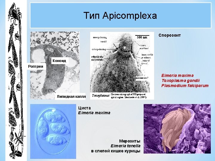 Тип Apicomplexa Спорозоит Коноид Роптрии Eimeria maxima Toxoplasma gondii Plasmodium falciparum Липидная капля Циста