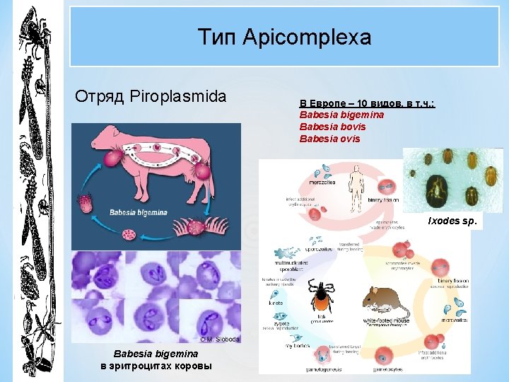 Тип Apicomplexa Отряд Piroplasmida В Европе – 10 видов, в т. ч. : Babesia