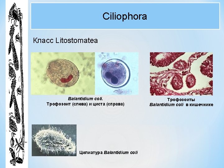Ciliophora Класс Litostomatea Balantidium coli. Трофозоит (слева) и циста (справа) Цилиатура Balantidium coli Трофозоиты