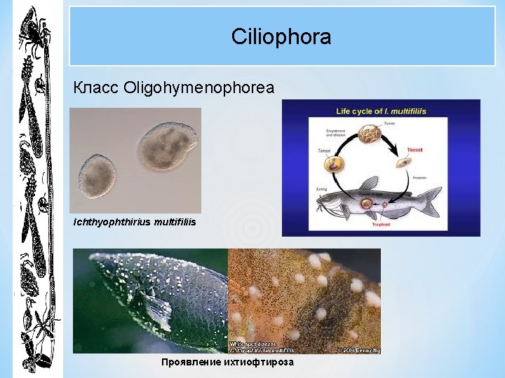 Ciliophora Класс Oligohymenophorea Ichthyophthirius multifiliis Проявление ихтиофтироза 