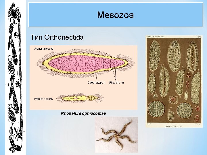 Mesozoa Тип Orthonectida Rhopalura ophiocomae 