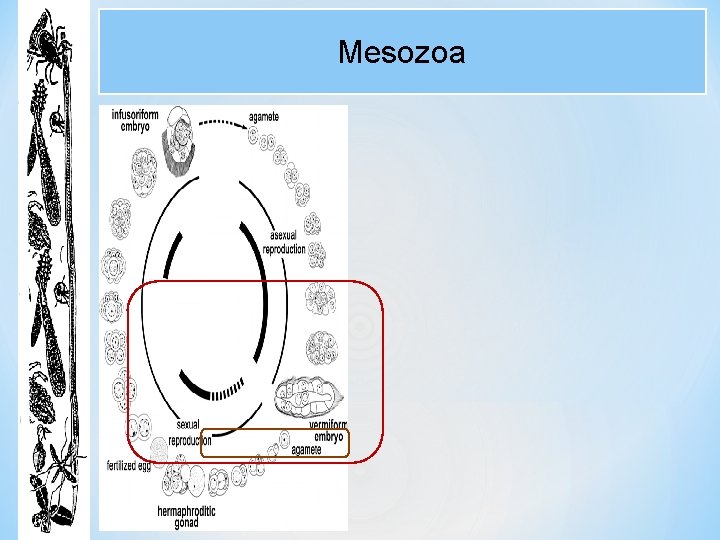 Mesozoa 