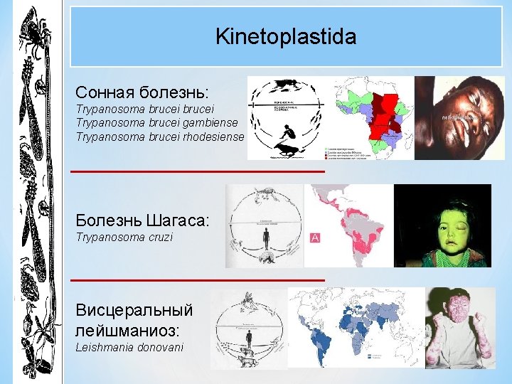 Kinetoplastida Сонная болезнь: Trypanosoma brucei gambiense Trypanosoma brucei rhodesiense Болезнь Шагаса: Trypanosoma cruzi Висцеральный