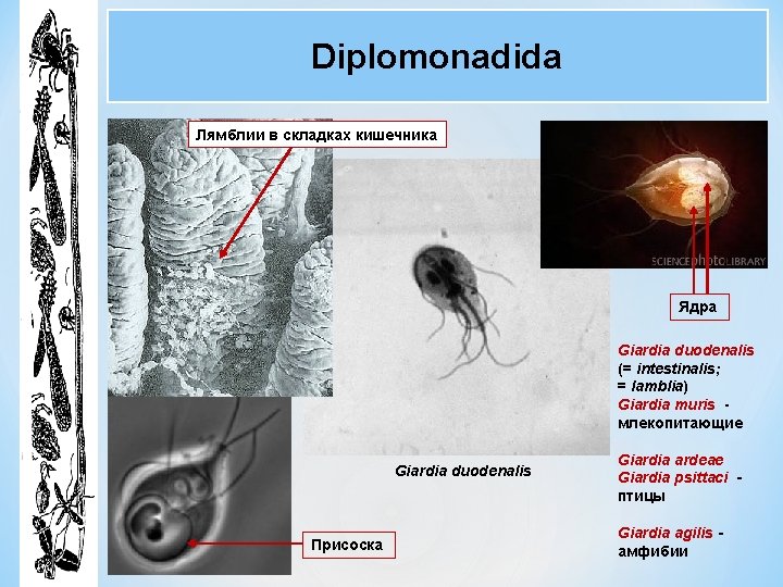 Diplomonadida Лямблии в складках кишечника Ядра Giardia duodenalis (= intestinalis; = lamblia) Giardia muris