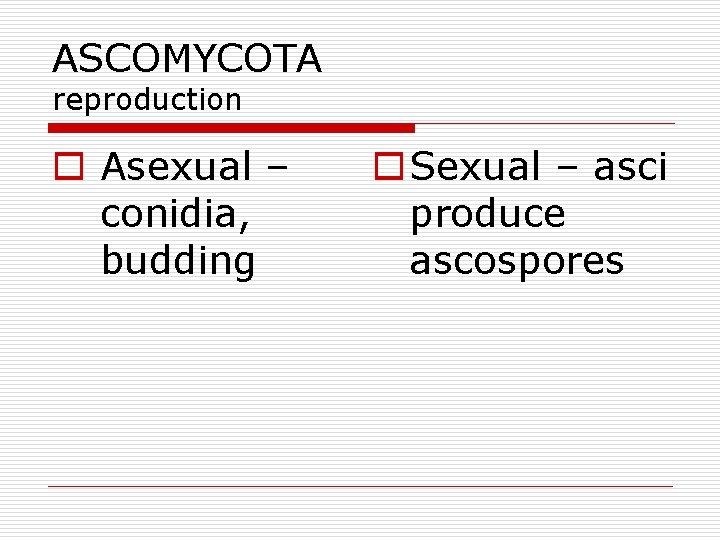 ASCOMYCOTA reproduction o Asexual – conidia, budding o Sexual – asci produce ascospores 