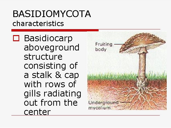BASIDIOMYCOTA characteristics o Basidiocarp aboveground structure consisting of a stalk & cap with rows