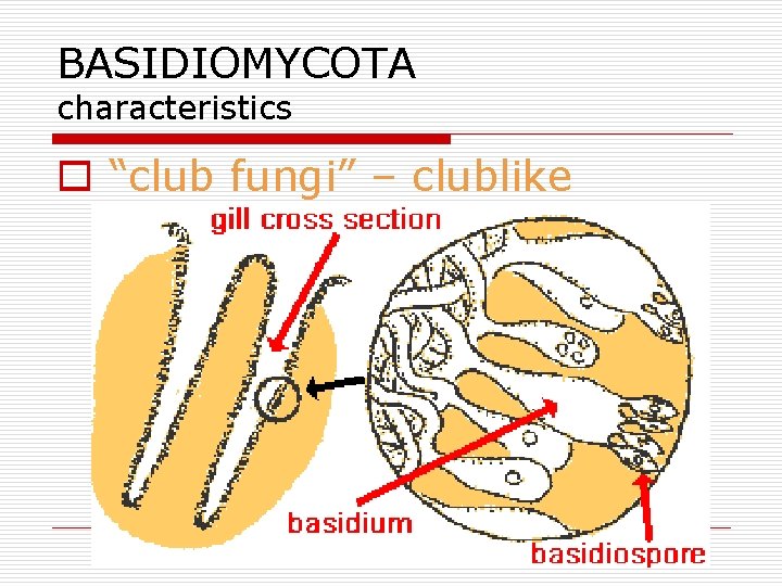 BASIDIOMYCOTA characteristics o “club fungi” – clublike basidia 