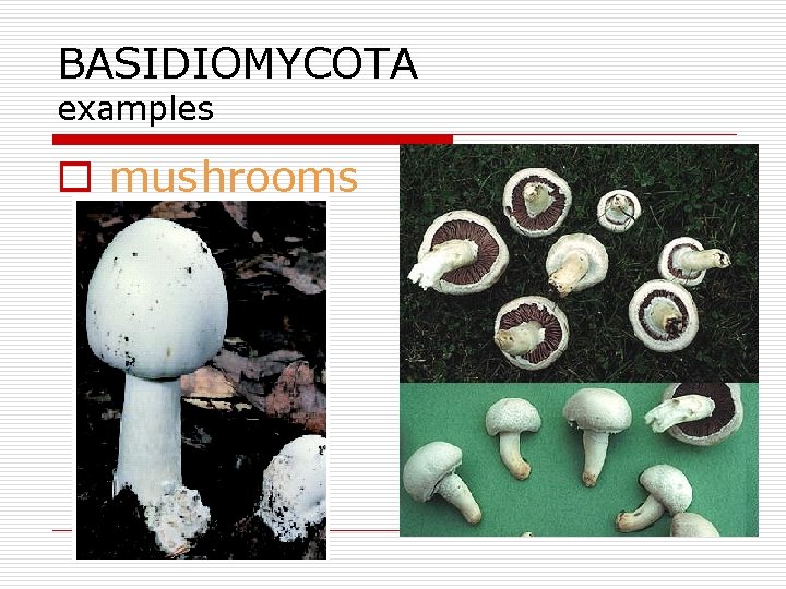 BASIDIOMYCOTA examples o mushrooms 