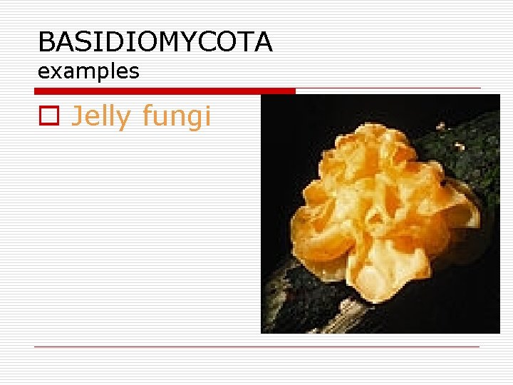 BASIDIOMYCOTA examples o Jelly fungi 