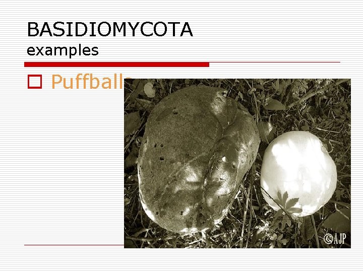 BASIDIOMYCOTA examples o Puffballs 