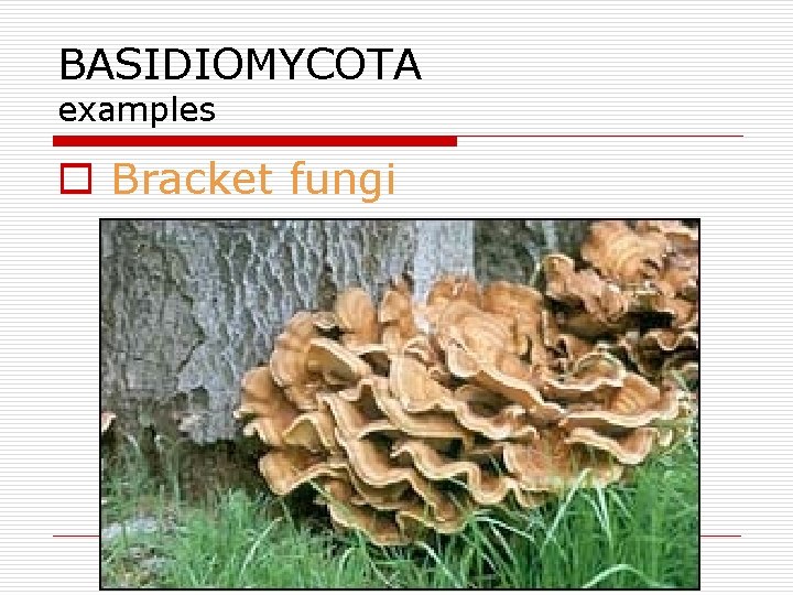 BASIDIOMYCOTA examples o Bracket fungi 