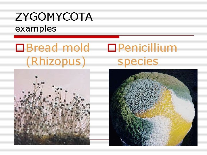 ZYGOMYCOTA examples o Bread mold (Rhizopus) o Penicillium species 