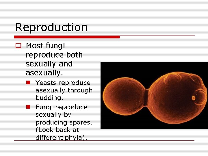Reproduction o Most fungi reproduce both sexually and asexually. n Yeasts reproduce asexually through