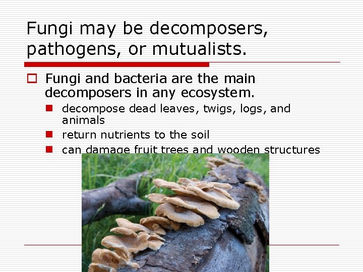 Fungi may be decomposers, pathogens, or mutualists. o Fungi and bacteria are the main