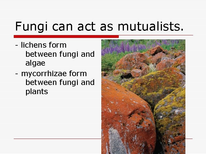 Fungi can act as mutualists. - lichens form between fungi and algae - mycorrhizae