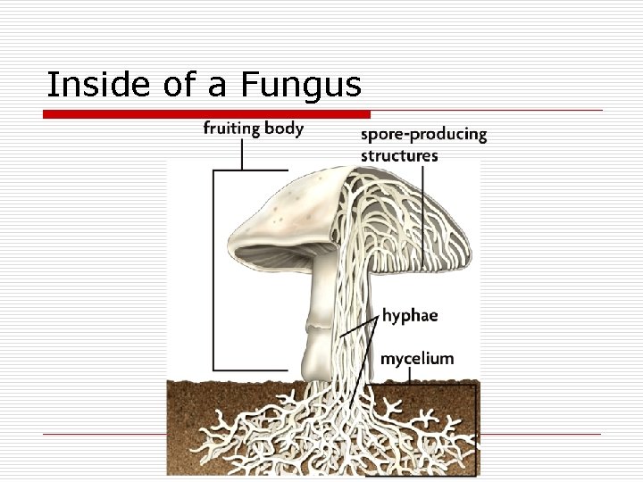 Inside of a Fungus 