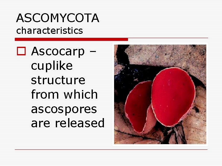 ASCOMYCOTA characteristics o Ascocarp – cuplike structure from which ascospores are released 