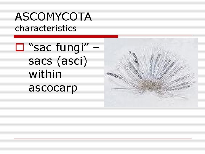 ASCOMYCOTA characteristics o “sac fungi” – sacs (asci) within ascocarp 