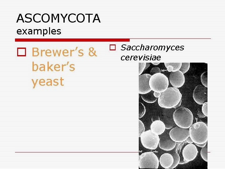 ASCOMYCOTA examples o Brewer’s & baker’s yeast o Saccharomyces cerevisiae 