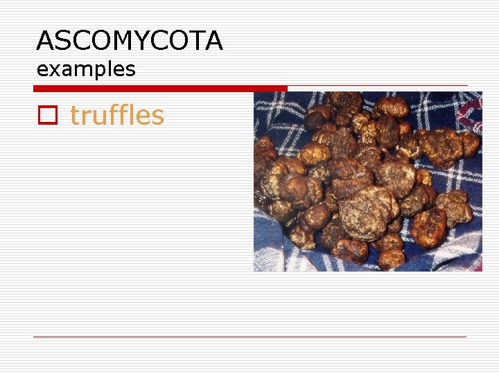 ASCOMYCOTA examples o truffles 