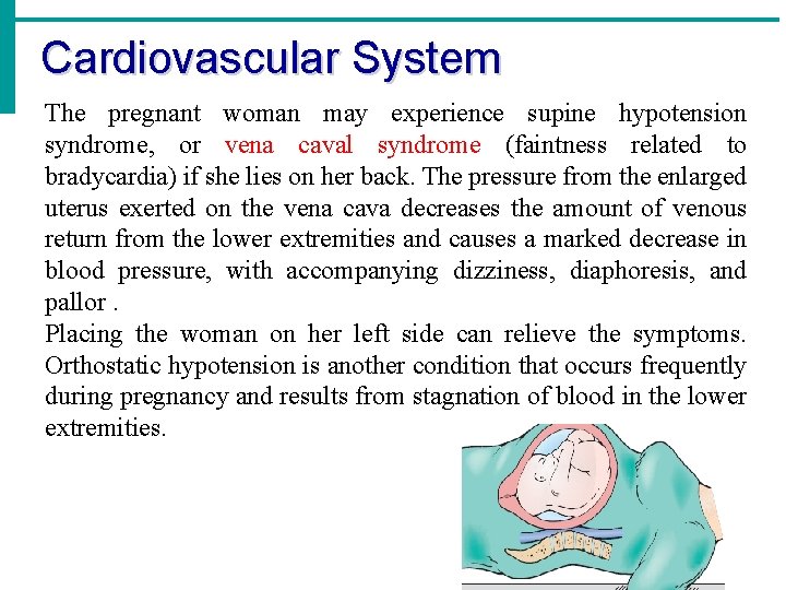 Cardiovascular System The pregnant woman may experience supine hypotension syndrome, or vena caval syndrome