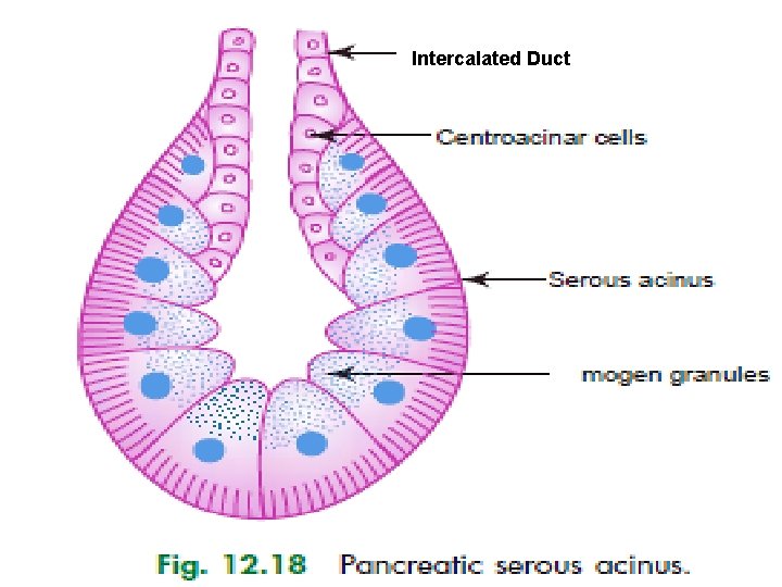 Intercalated Duct 