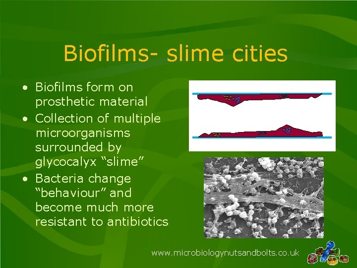 Biofilms- slime cities • Biofilms form on prosthetic material • Collection of multiple microorganisms