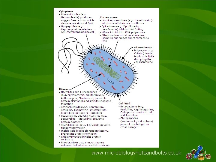 www. microbiologynutsandbolts. co. uk 
