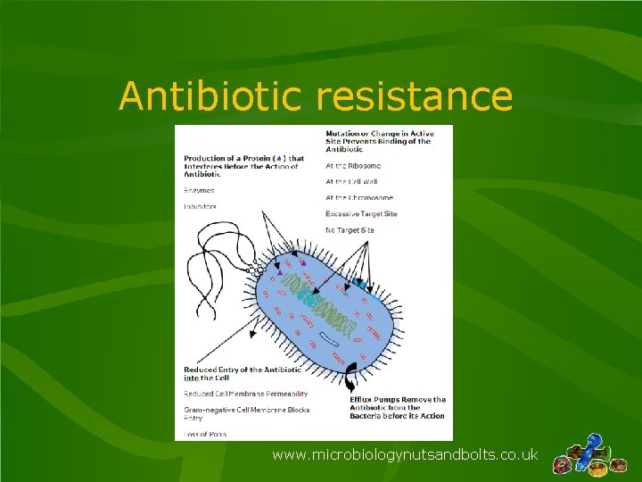 Antibiotic resistance www. microbiologynutsandbolts. co. uk 