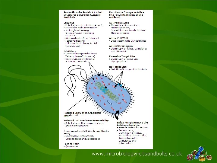 www. microbiologynutsandbolts. co. uk 