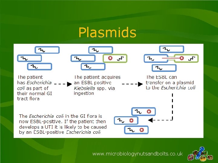 Plasmids www. microbiologynutsandbolts. co. uk 