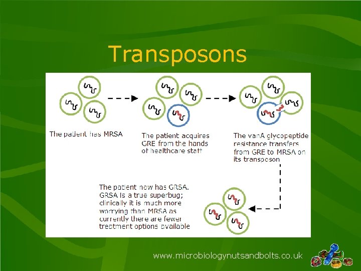 Transposons www. microbiologynutsandbolts. co. uk 