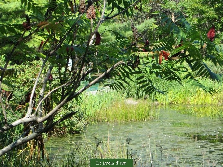 Le jardin d’eau 