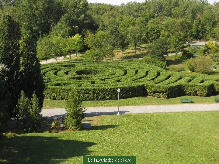 Le labyrinthe de cèdre 