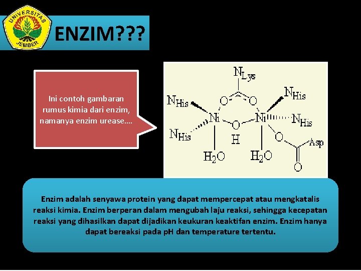 ENZIM? ? ? Ini contoh gambaran rumus kimia dari enzim, namanya enzim urease…. Enzim