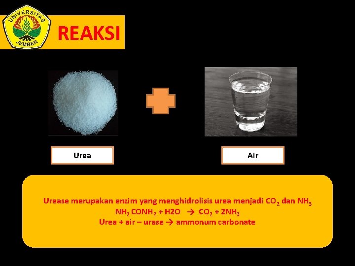 REAKSI Urea Air Urease merupakan enzim yang menghidrolisis urea menjadi CO 2 dan NH