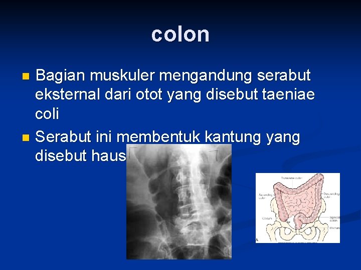 colon Bagian muskuler mengandung serabut eksternal dari otot yang disebut taeniae coli n Serabut