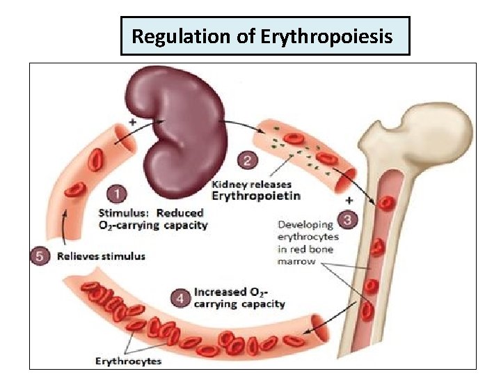 Regulation of Erythropoiesis 5/19/2021 7 