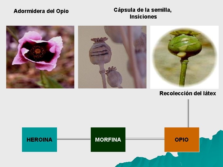 Adormidera del Opio Cápsula de la semilla, Insiciones Recolección del látex HEROINA MORFINA OPIO