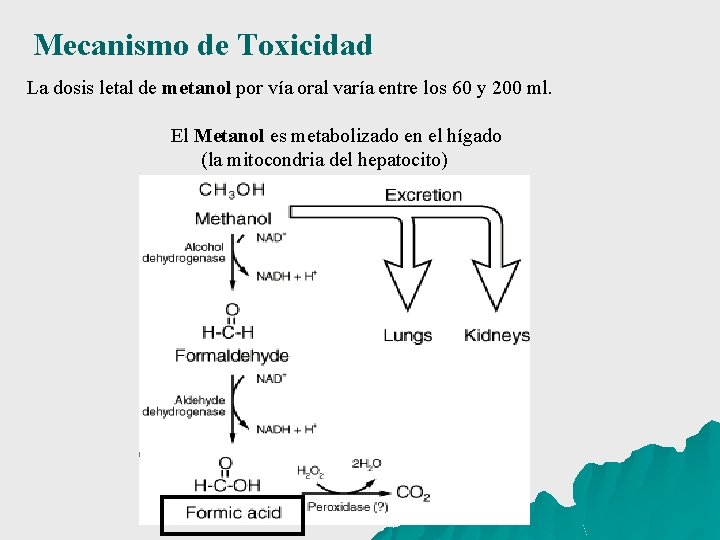 Mecanismo de Toxicidad La dosis letal de metanol por vía oral varía entre los