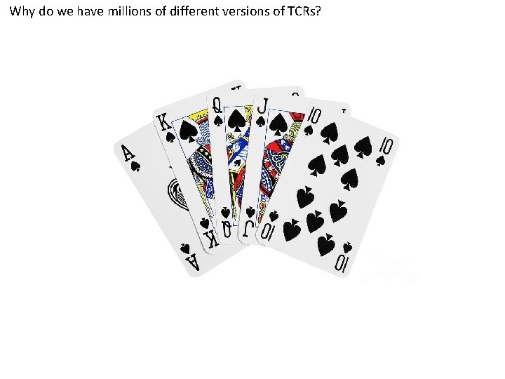 Why do we have millions of different versions of TCRs? 