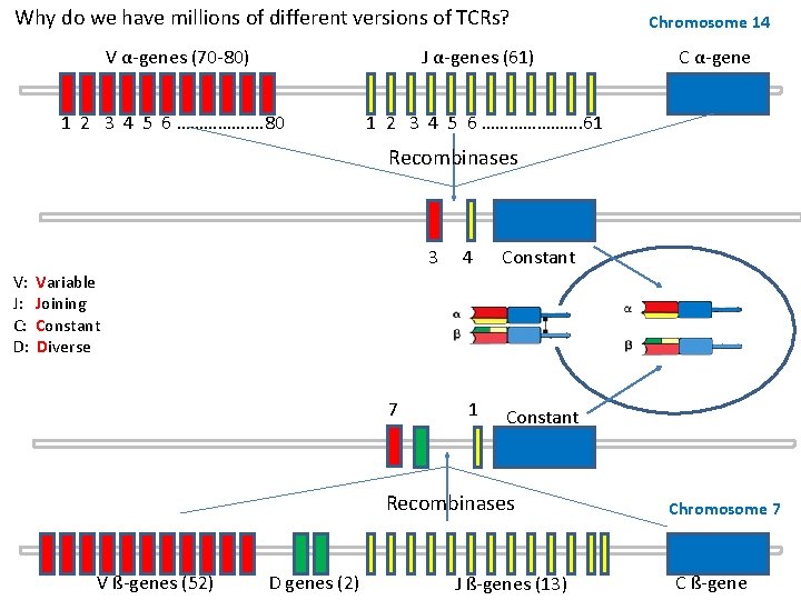 Why do we have millions of different versions of TCRs? V α-genes (70 -80)
