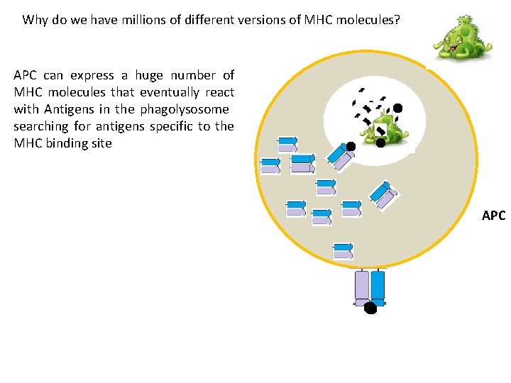 Why do we have millions of different versions of MHC molecules? APC can express