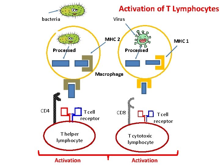 Activation of T Lymphocytes bacteria Virus MHC 2 Processed MHC 1 Processed Macrophage CD
