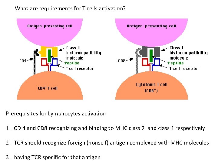 What are requirements for T cells activation? Prerequisites for Lymphocytes activation 1. CD 4