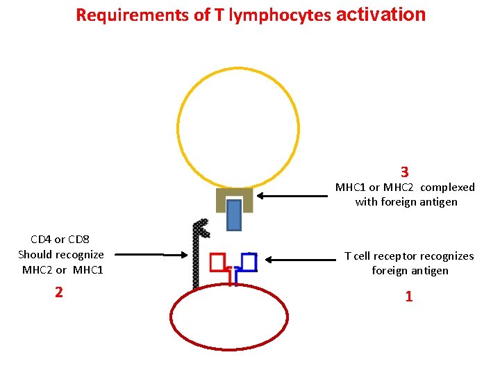 Requirements of T lymphocytes activation 3 MHC 1 or MHC 2 complexed with foreign